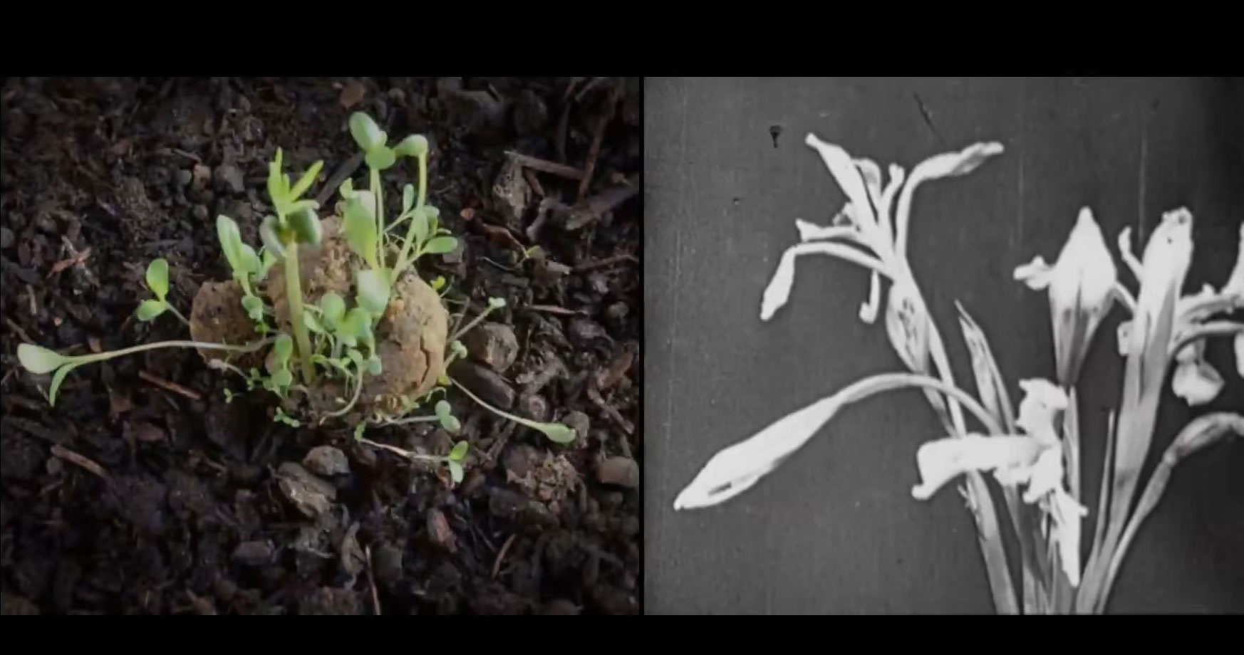 Seed,-Image,-Ground—Abelardo-Gil-Fournier